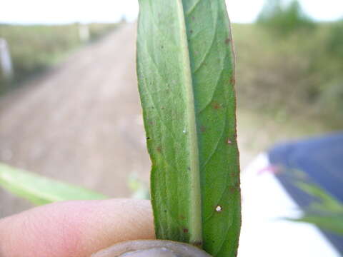 Image of Snake-root