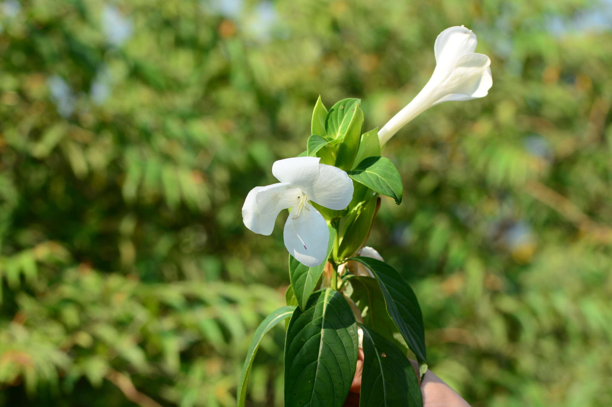 Image of Barleria grandiflora Dalz.