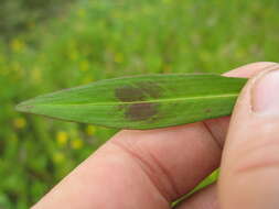 Image of Snake-root