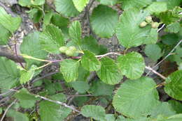 Image of European Green Alder