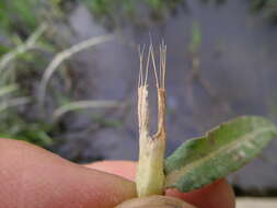 Image of Snake-root