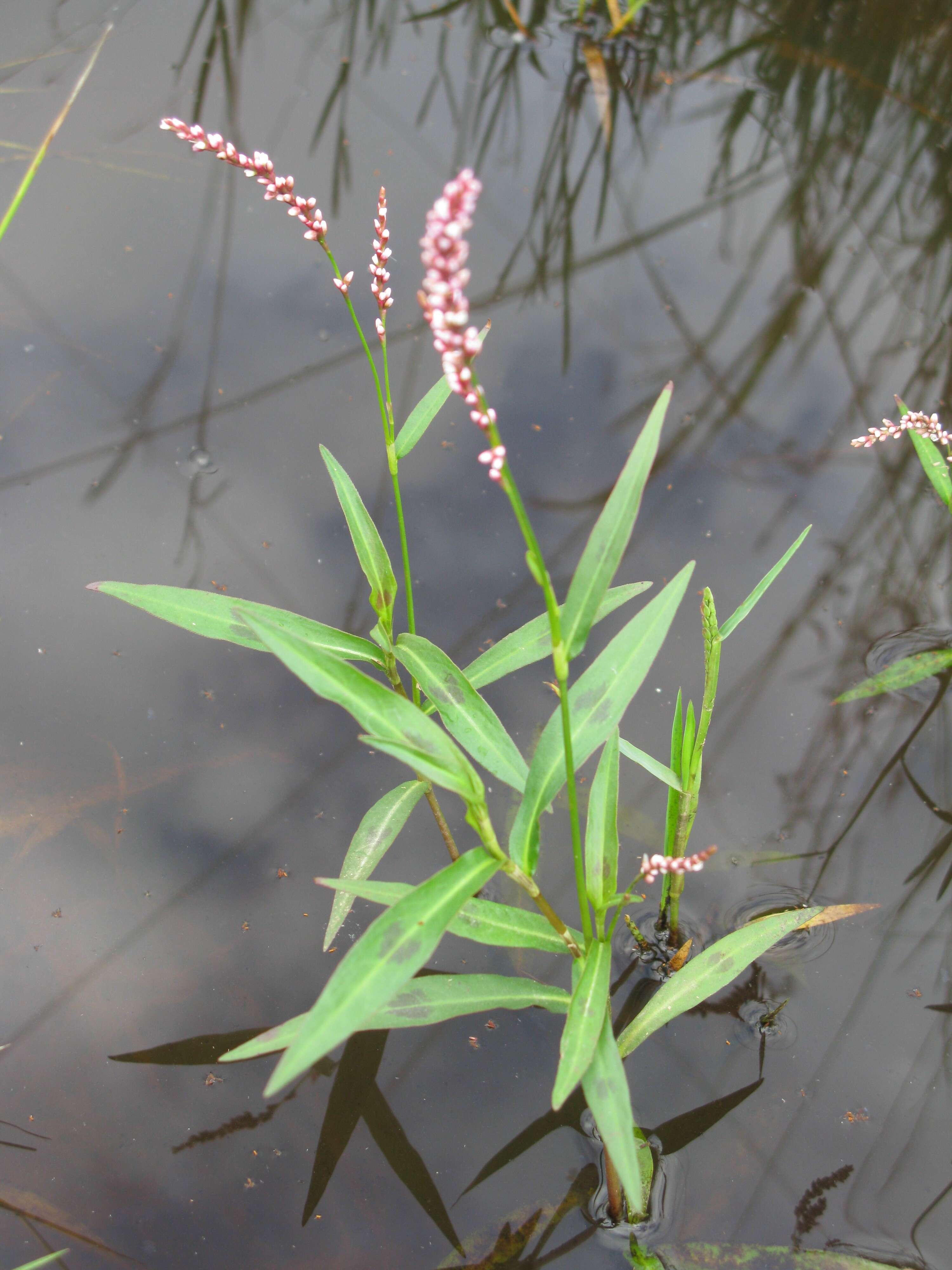 Image of Snake-root