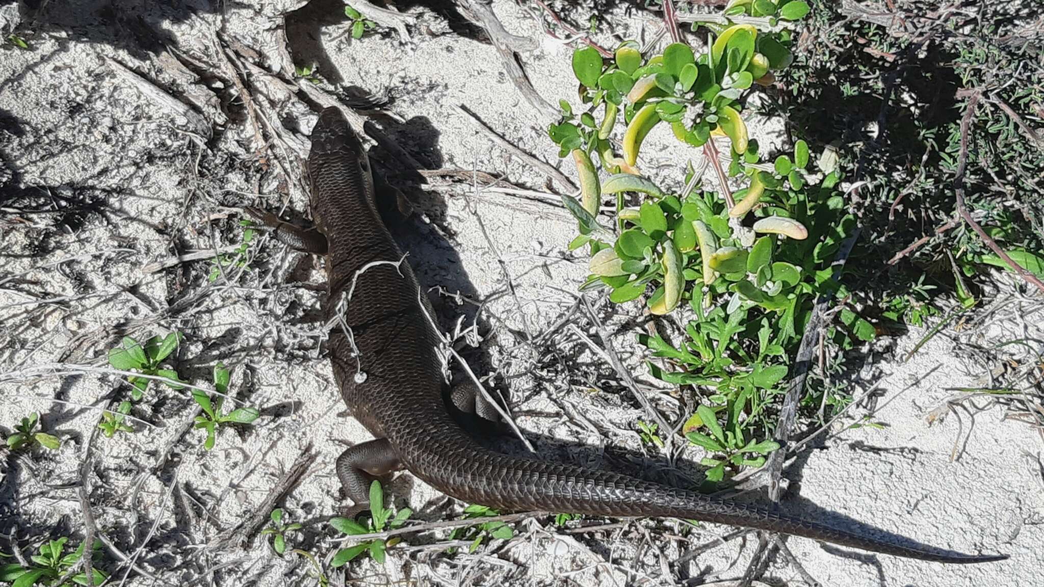 Image of King's Skink