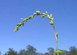 Image of Water-pepper