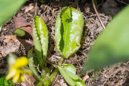 Image of roundleaf yellow violet