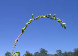 Image of Water-pepper