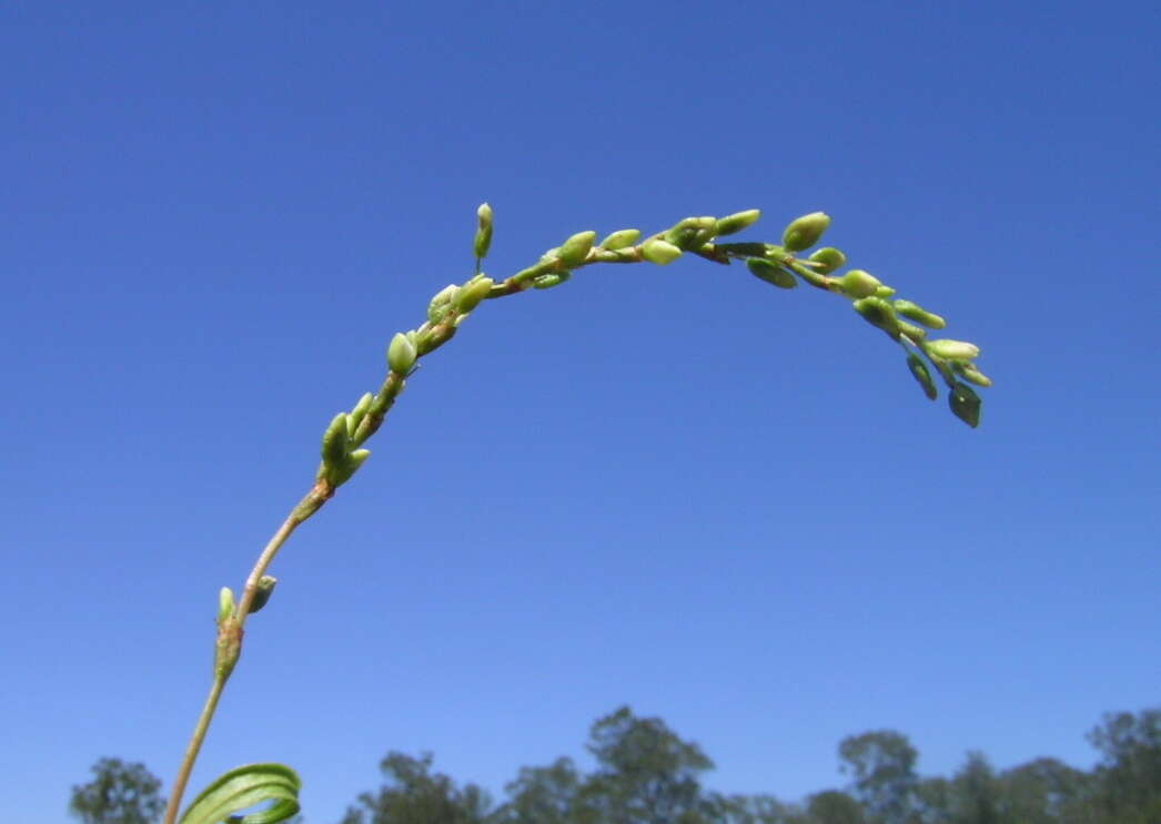 Image of Water-pepper