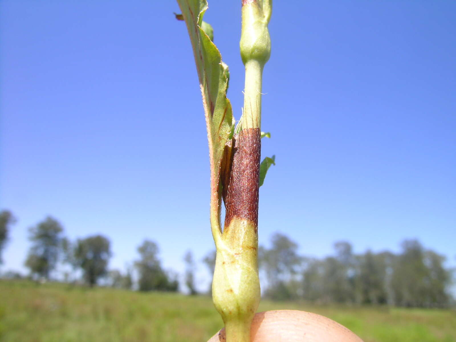 Image of Water-pepper