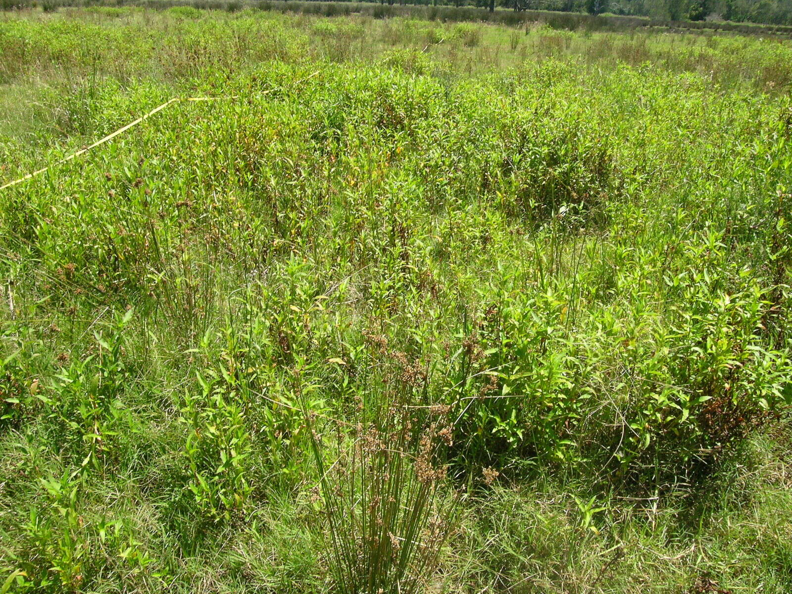 Image of Water-pepper