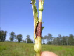 Image of Water-pepper