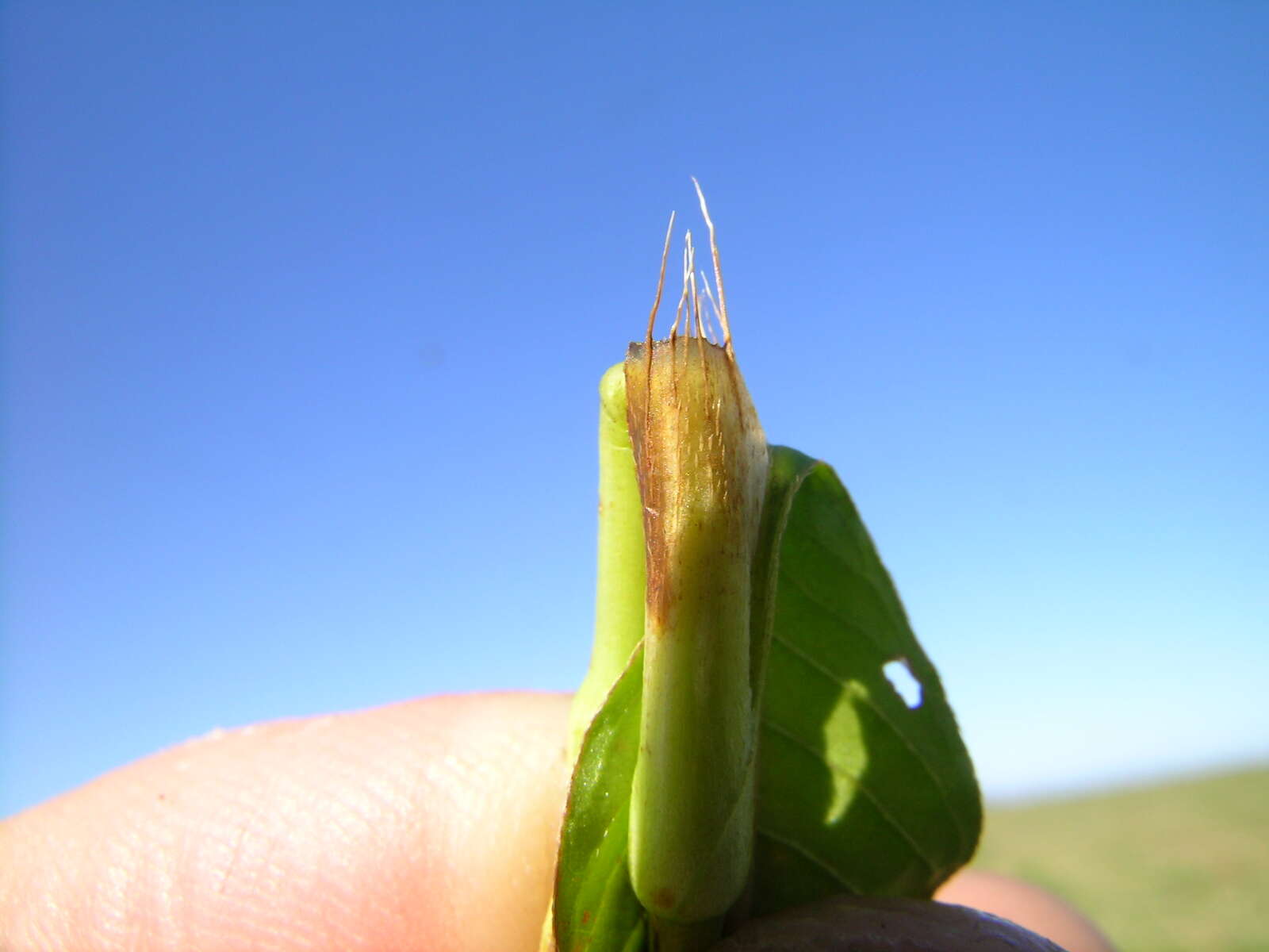 Image of Water-pepper