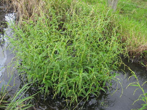 Image of Water-pepper