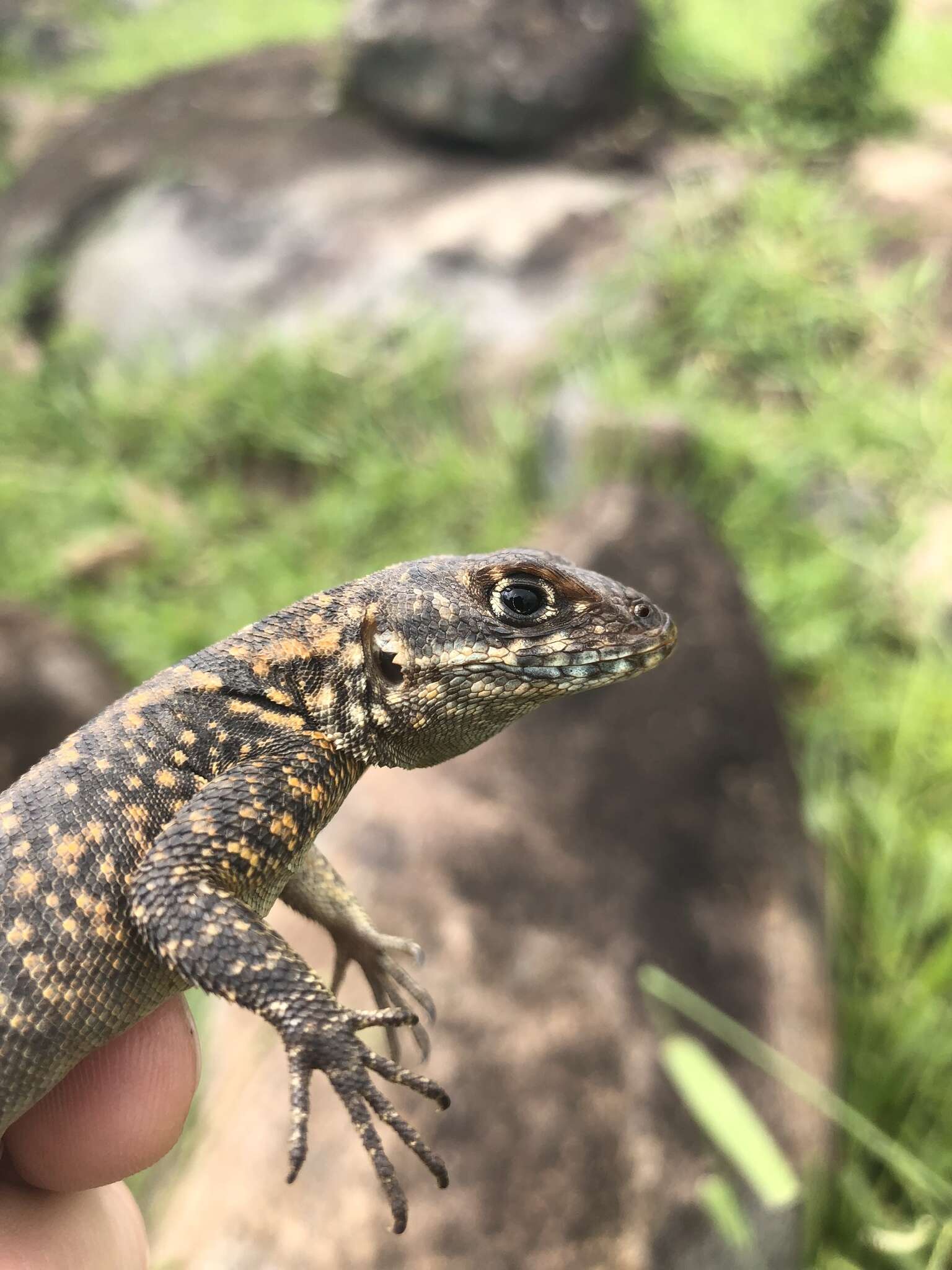 Imagem de Tropidurus itambere Rodrigues 1987