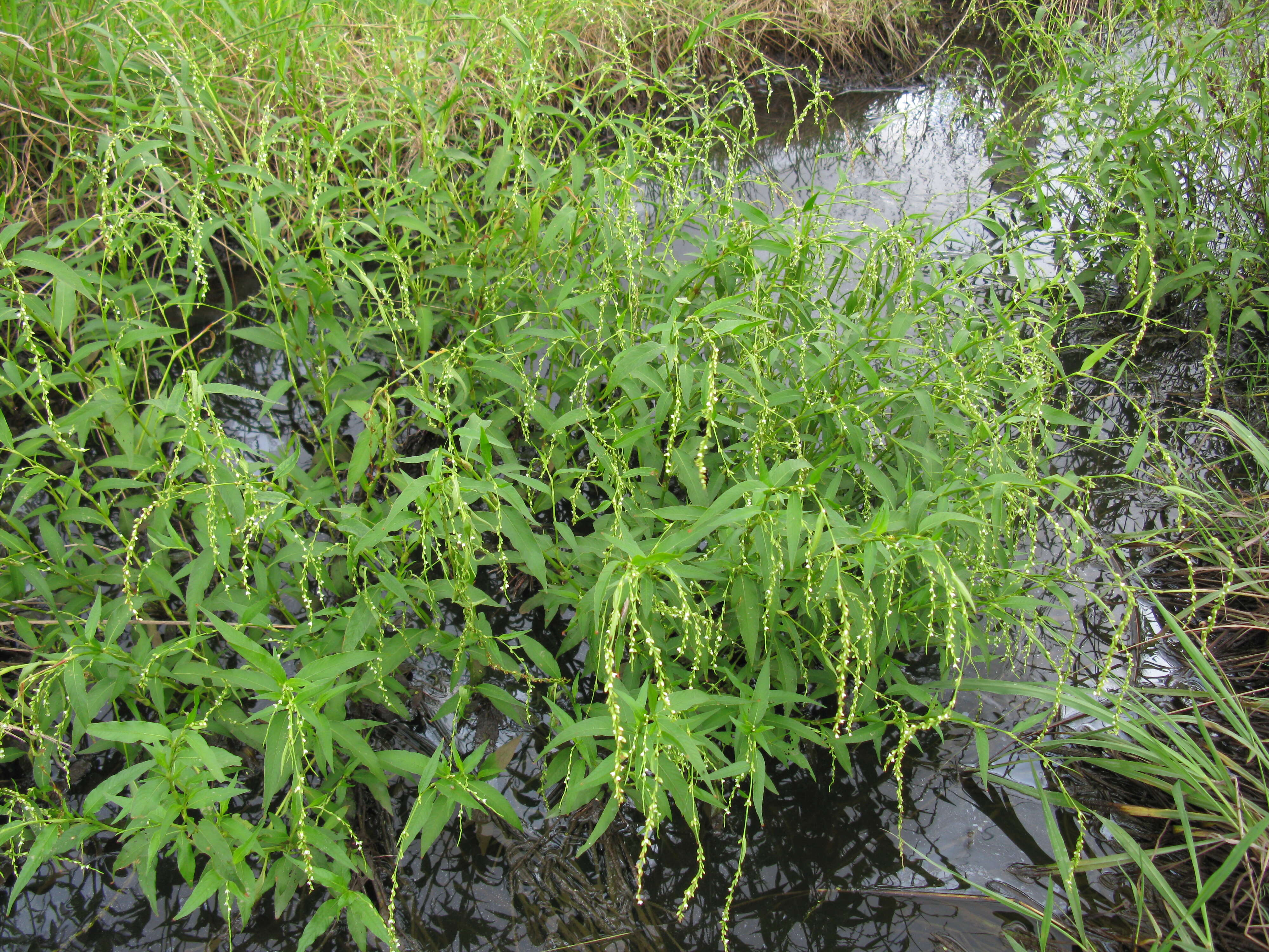 Image of Water-pepper