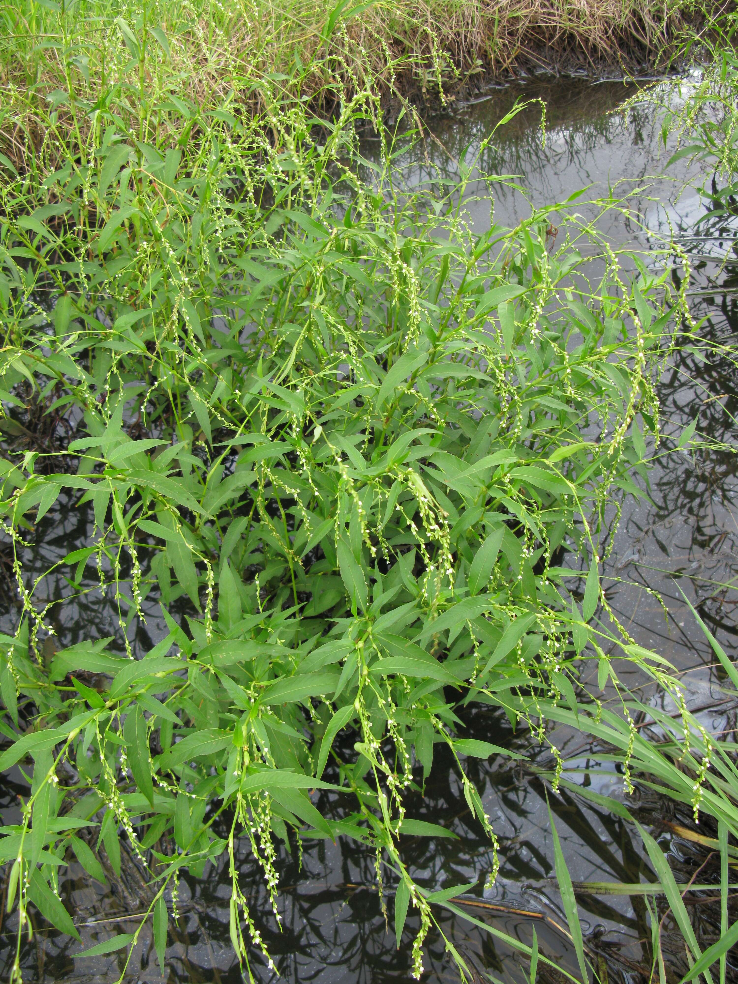 Image of Water-pepper