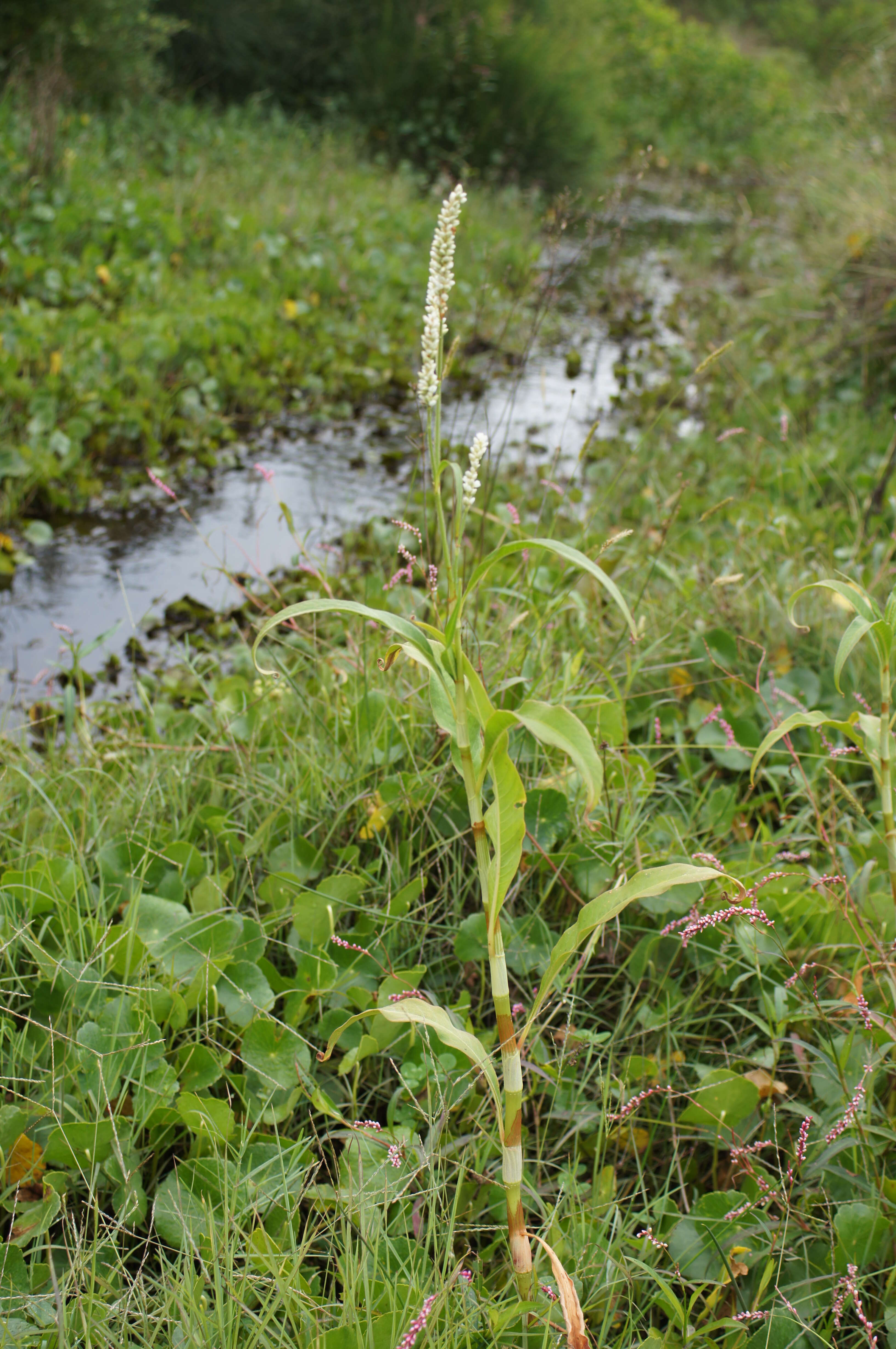 Image of Dock-Leaf Smartweed