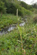 Image of Dock-Leaf Smartweed