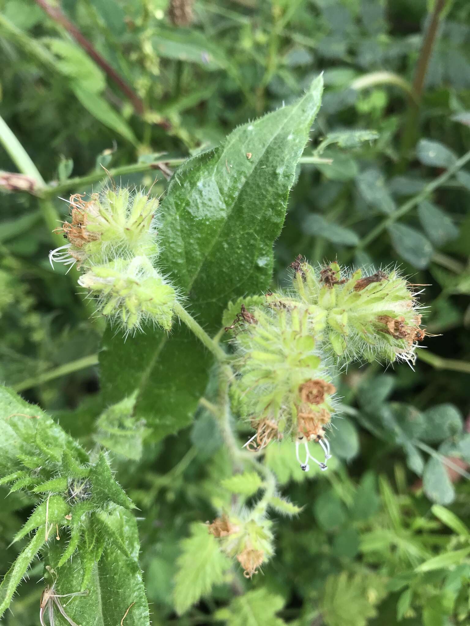 Image of stinging phacelia