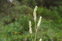 Image of Dock-Leaf Smartweed