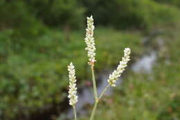 Image of Dock-Leaf Smartweed