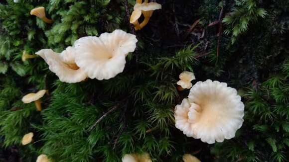 Image de Cantharellus wellingtonensis McNabb 1971