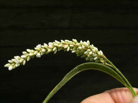 Image of Dock-Leaf Smartweed