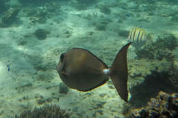 Image of Horseface Unicornfish