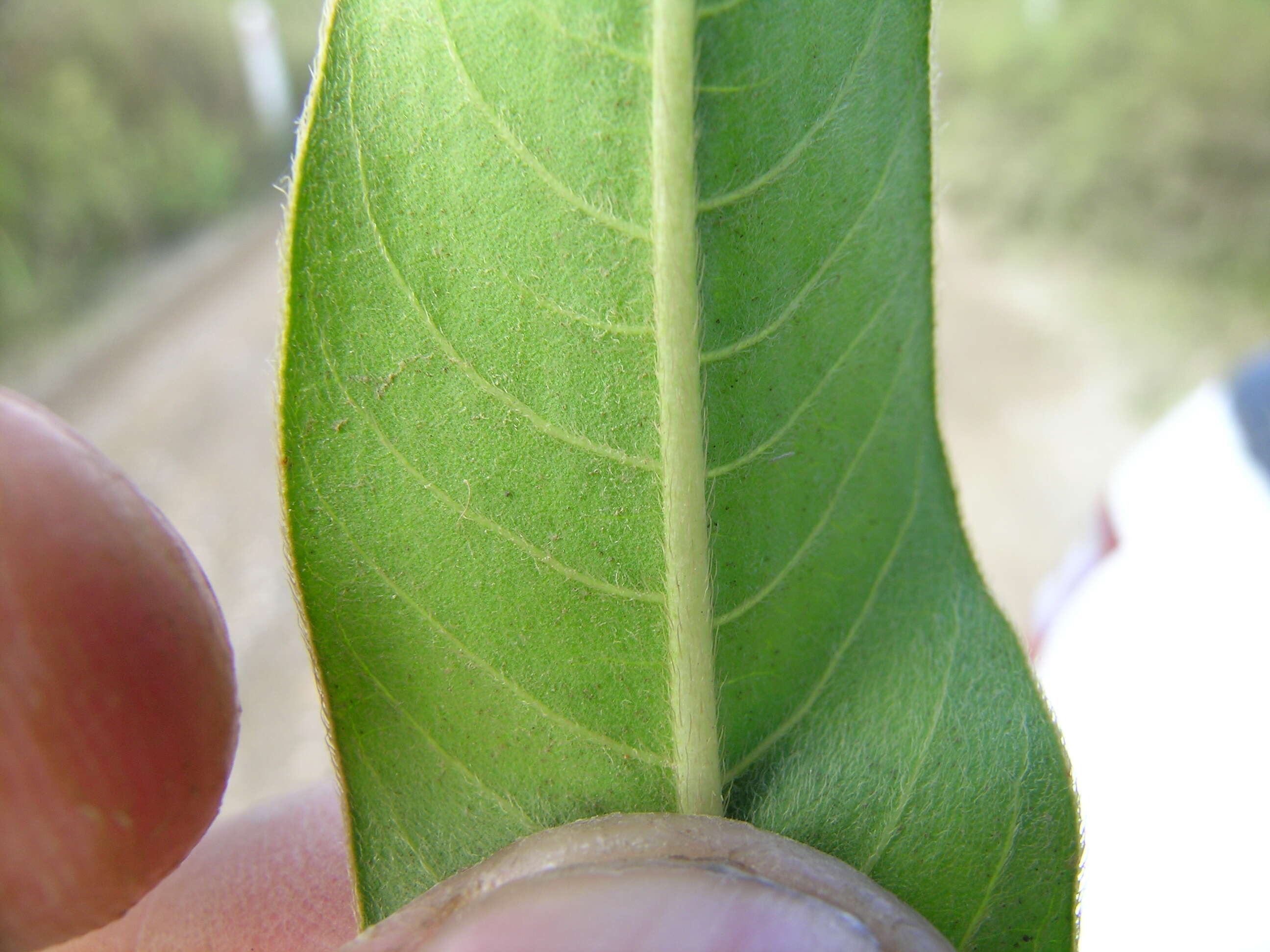Image of Dock-Leaf Smartweed