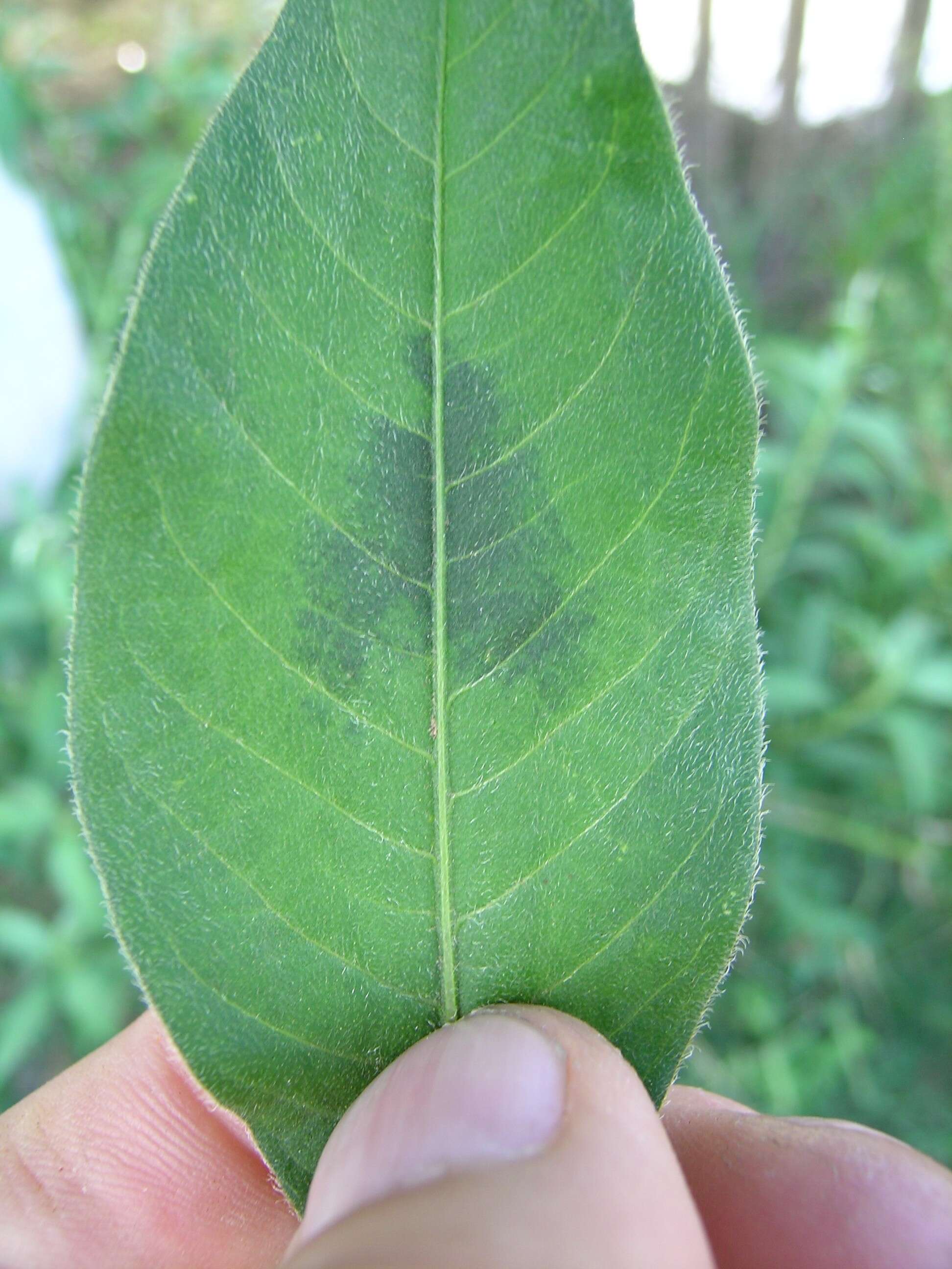 Image of Dock-Leaf Smartweed