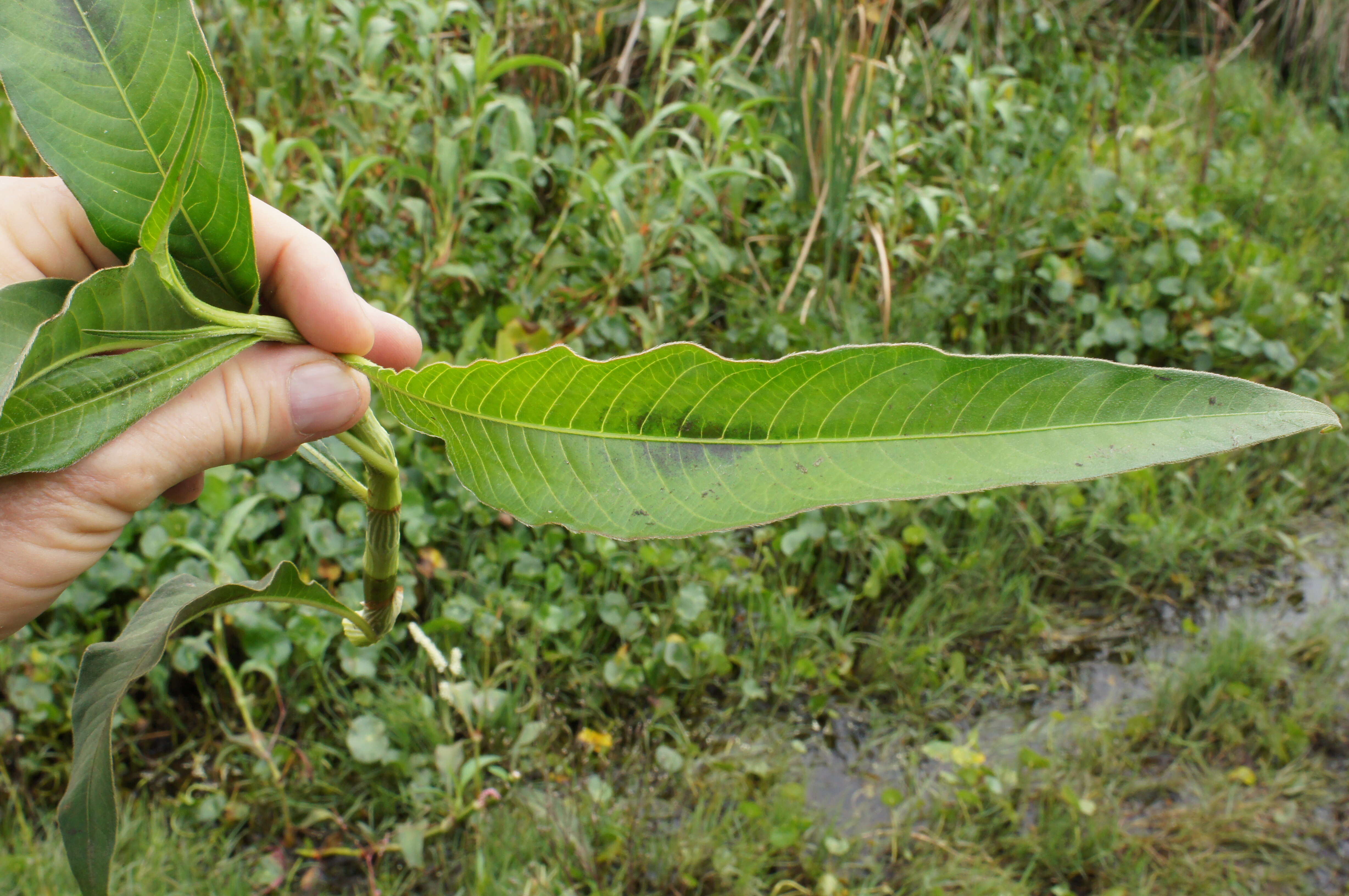 Image of Dock-Leaf Smartweed