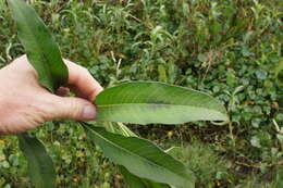 Image of Dock-Leaf Smartweed