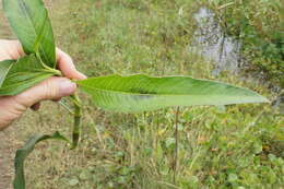 Image of Dock-Leaf Smartweed