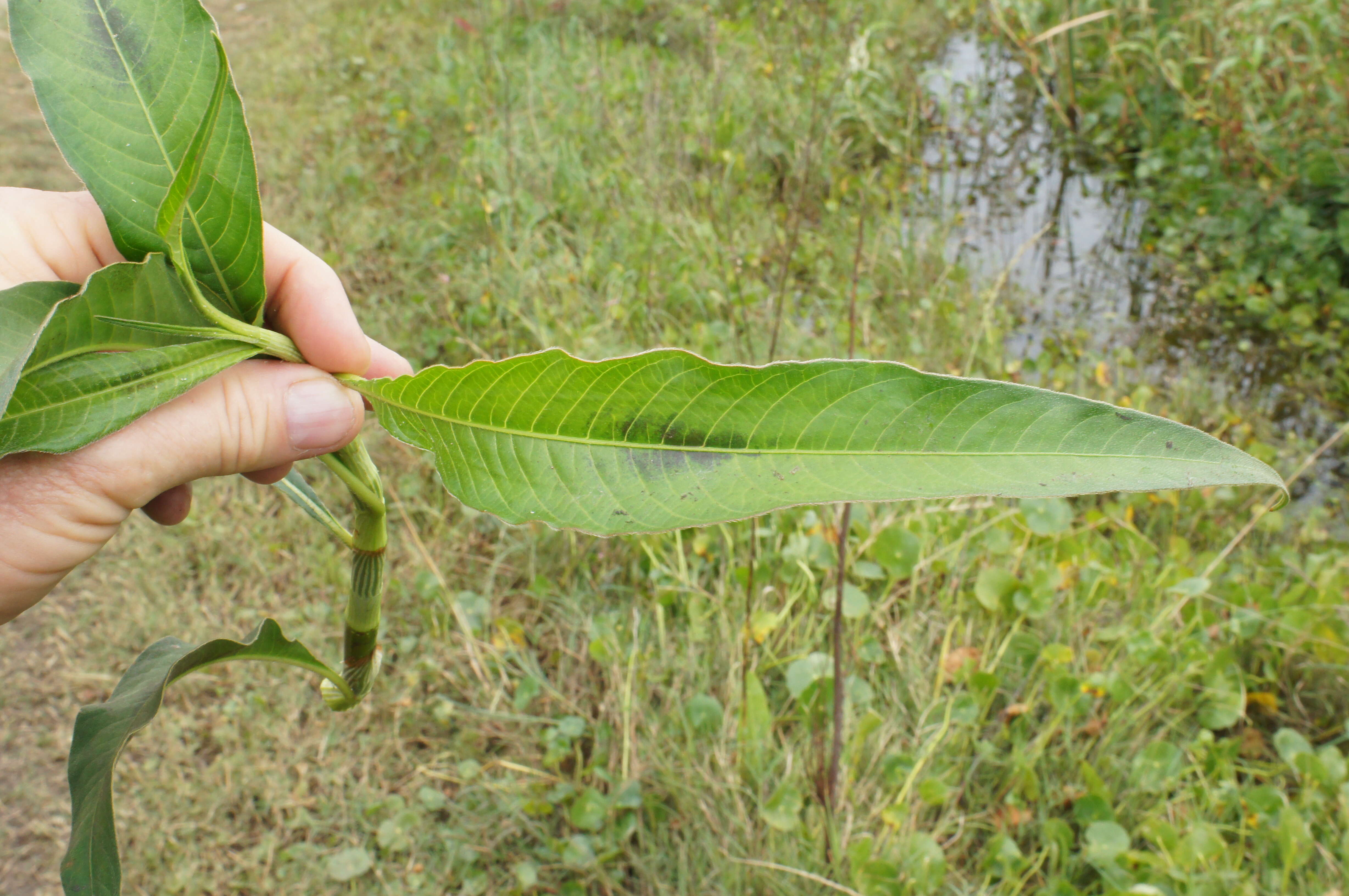 Image of Dock-Leaf Smartweed