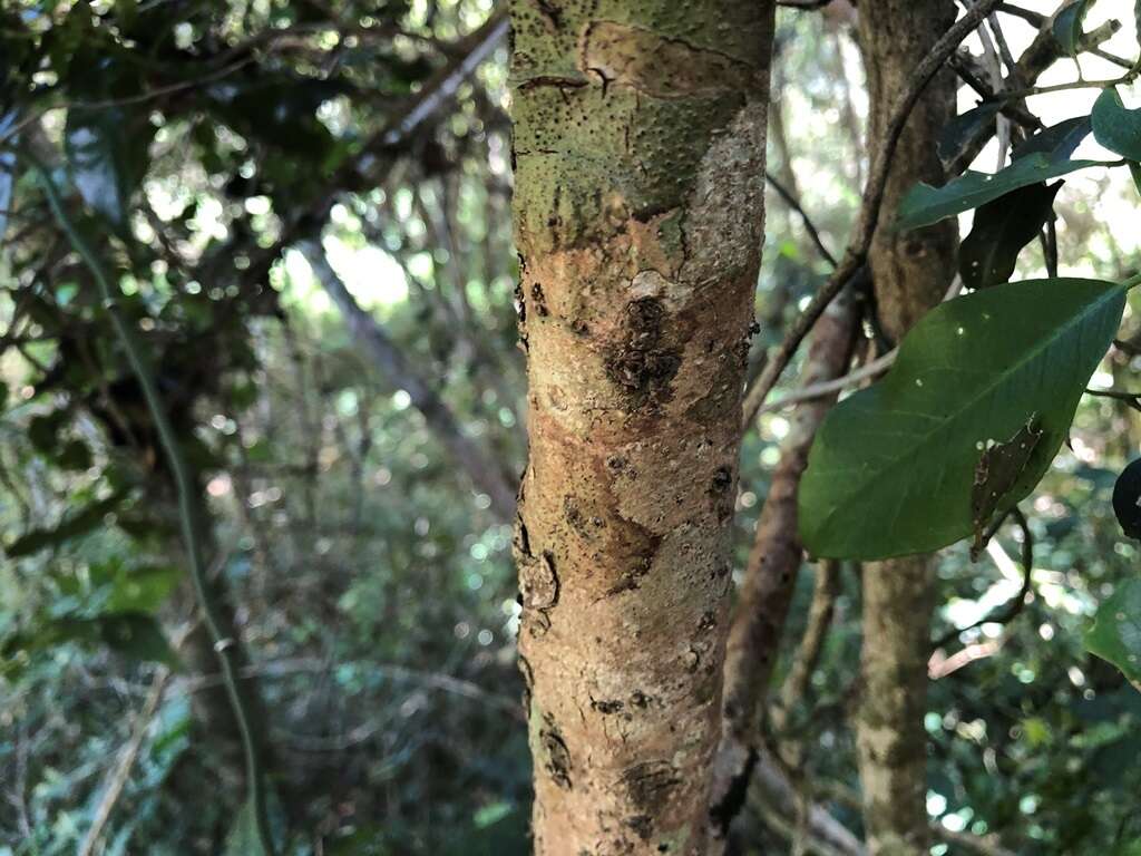 Image of Ixora beckleri Benth.