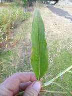 Image of Dock-Leaf Smartweed