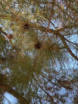 Imagem de Pinus tabuliformis Carrière