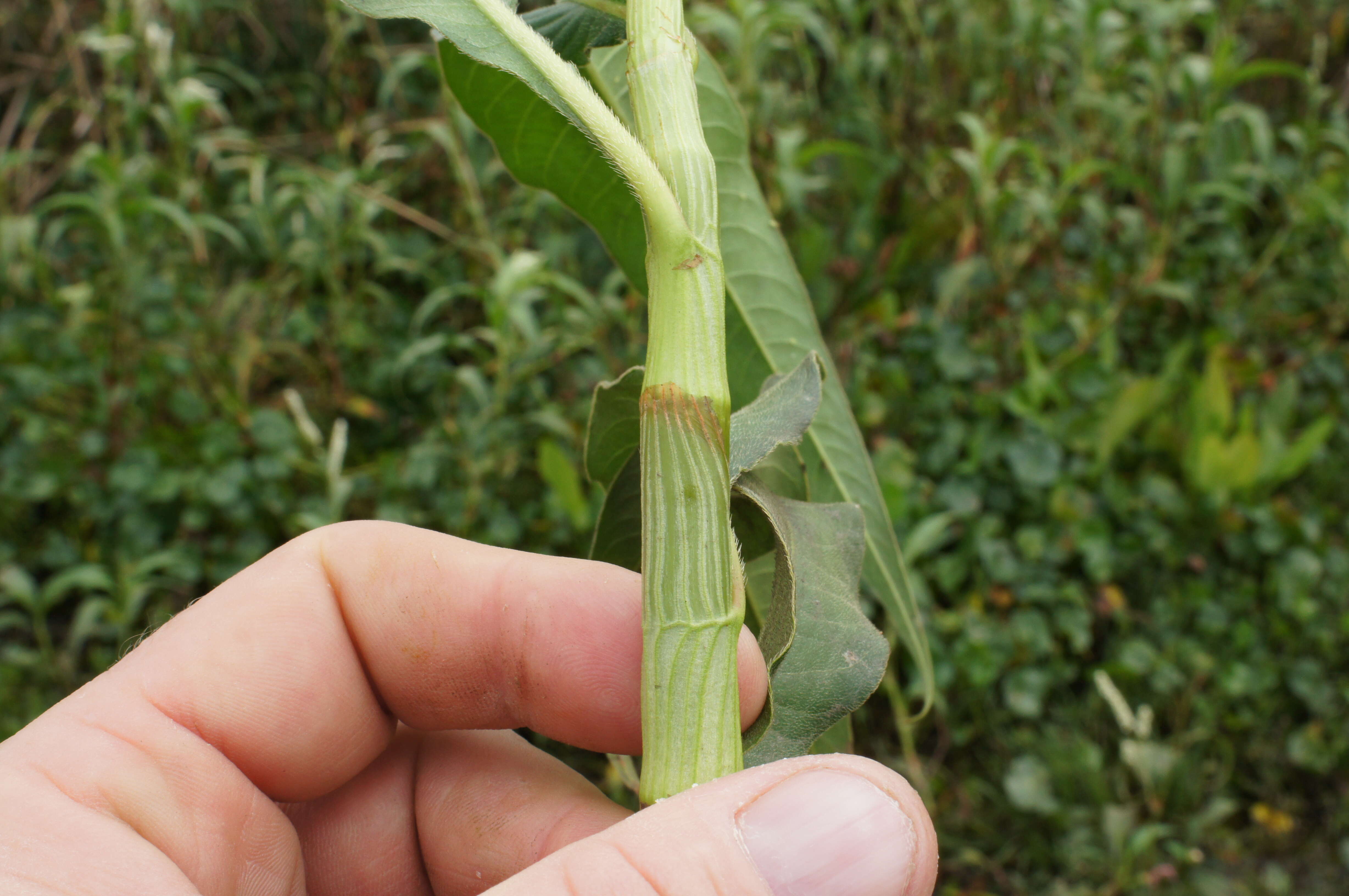 Image of Dock-Leaf Smartweed