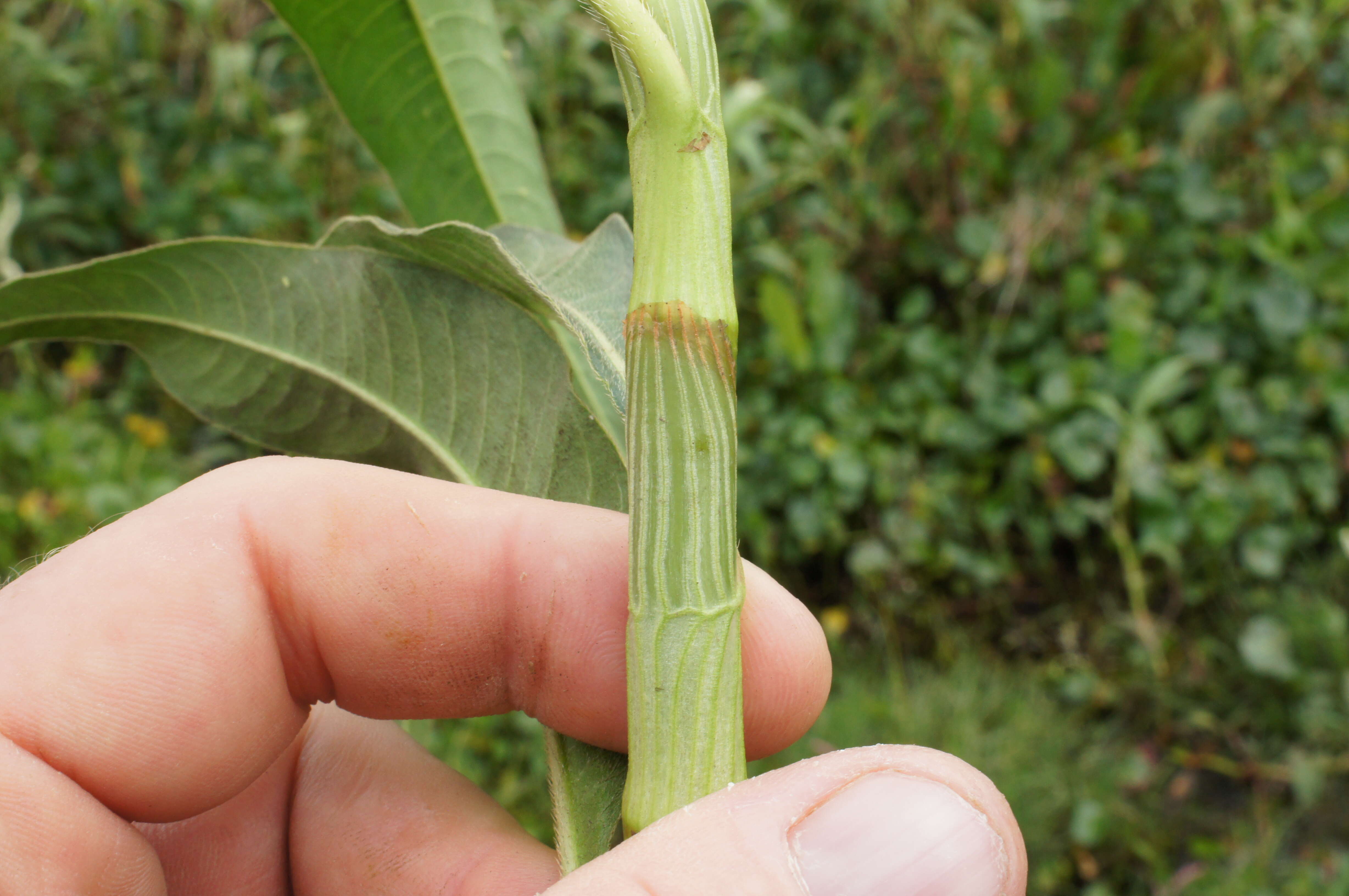 Image of Dock-Leaf Smartweed