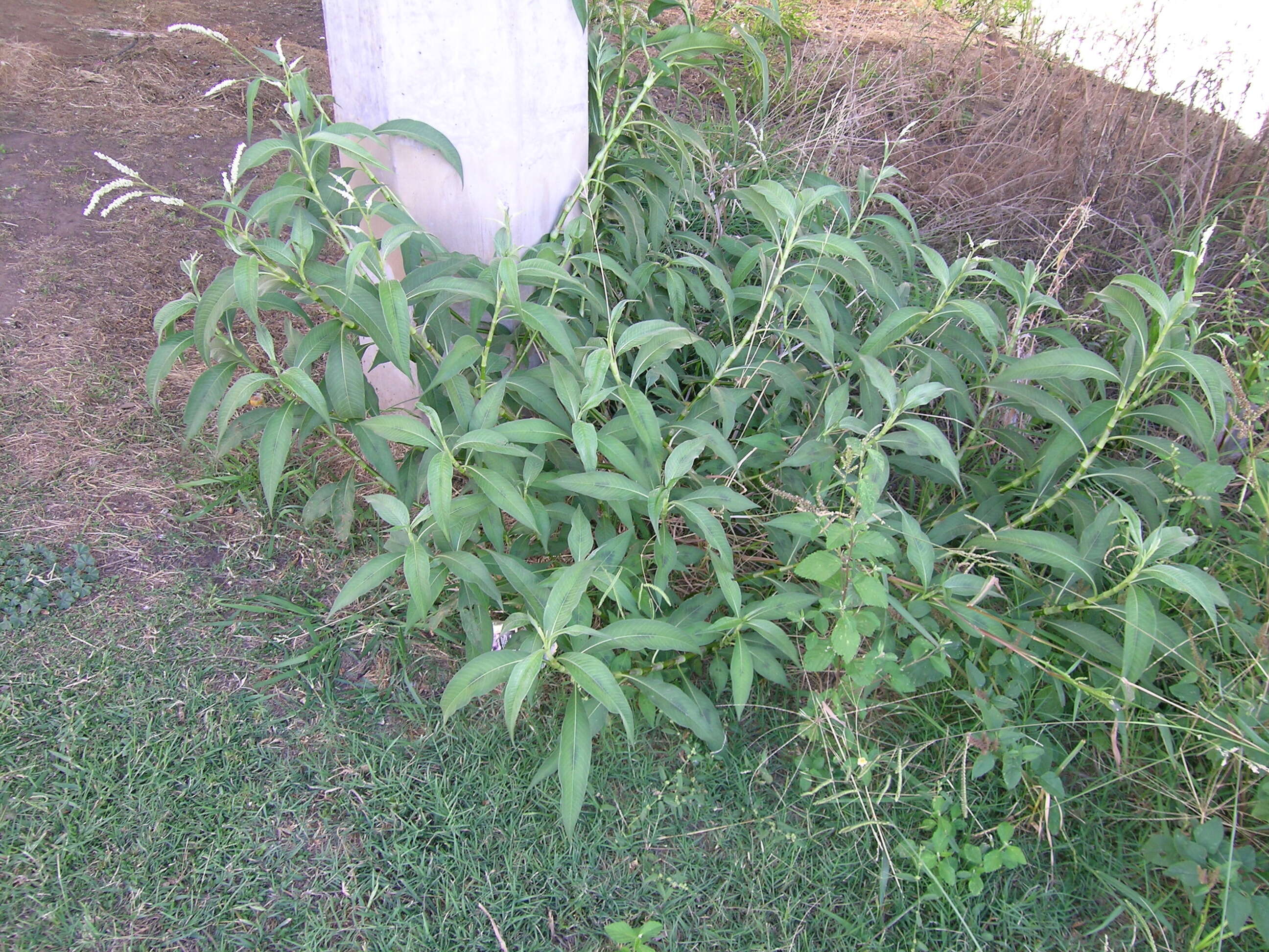 Image of Dock-Leaf Smartweed