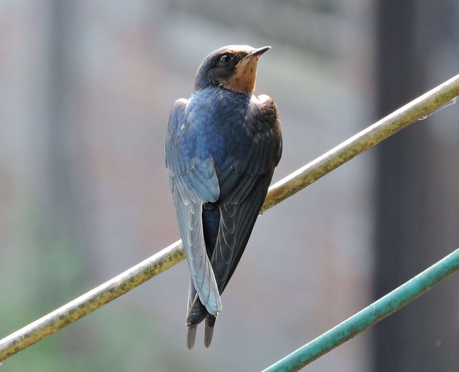 Image of Hirundo rustica gutturalis Scopoli 1786