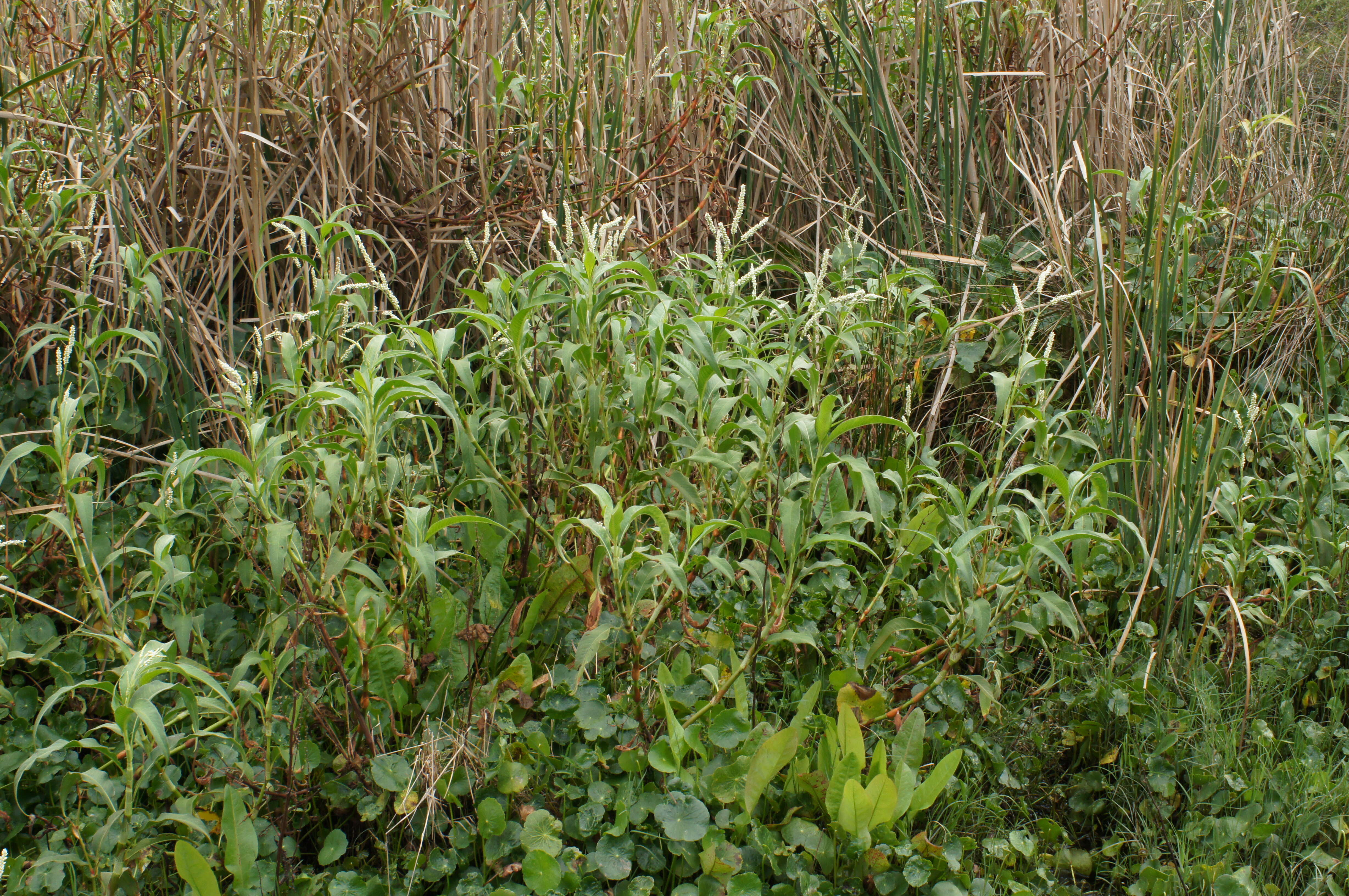 Image of Dock-Leaf Smartweed