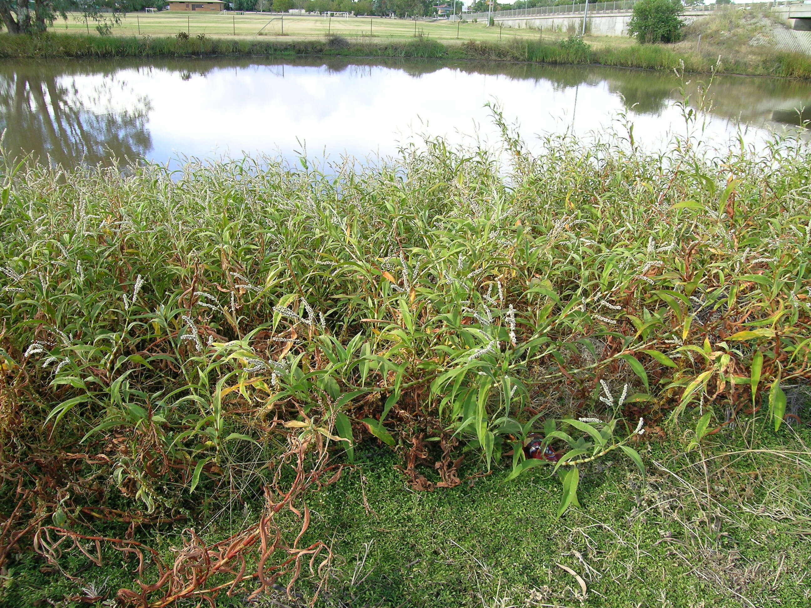 Image of Dock-Leaf Smartweed