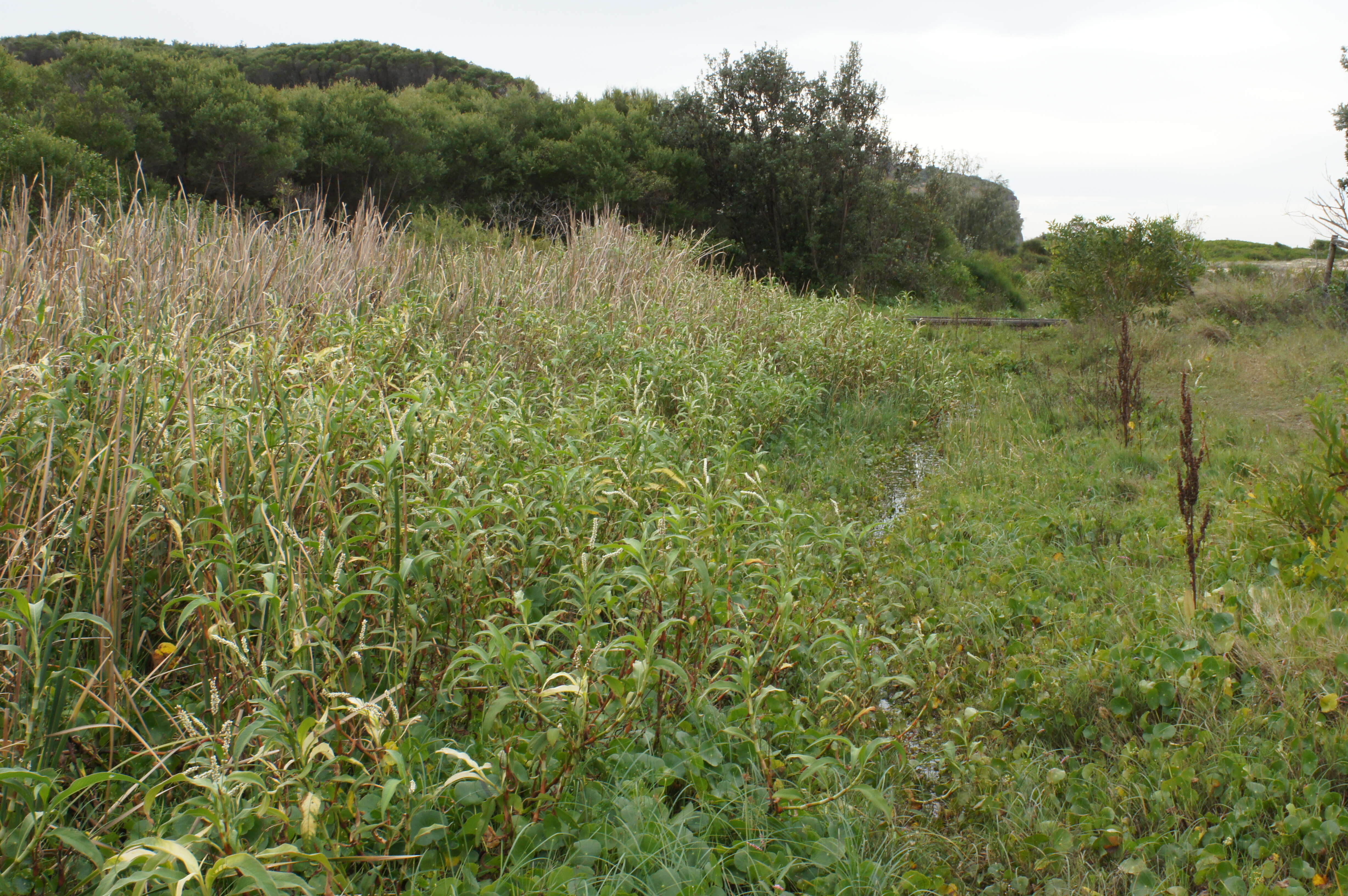 Image of Dock-Leaf Smartweed