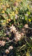 Image of Anthyllis vulneraria subsp. boissieri (Sagorski) Bornm.