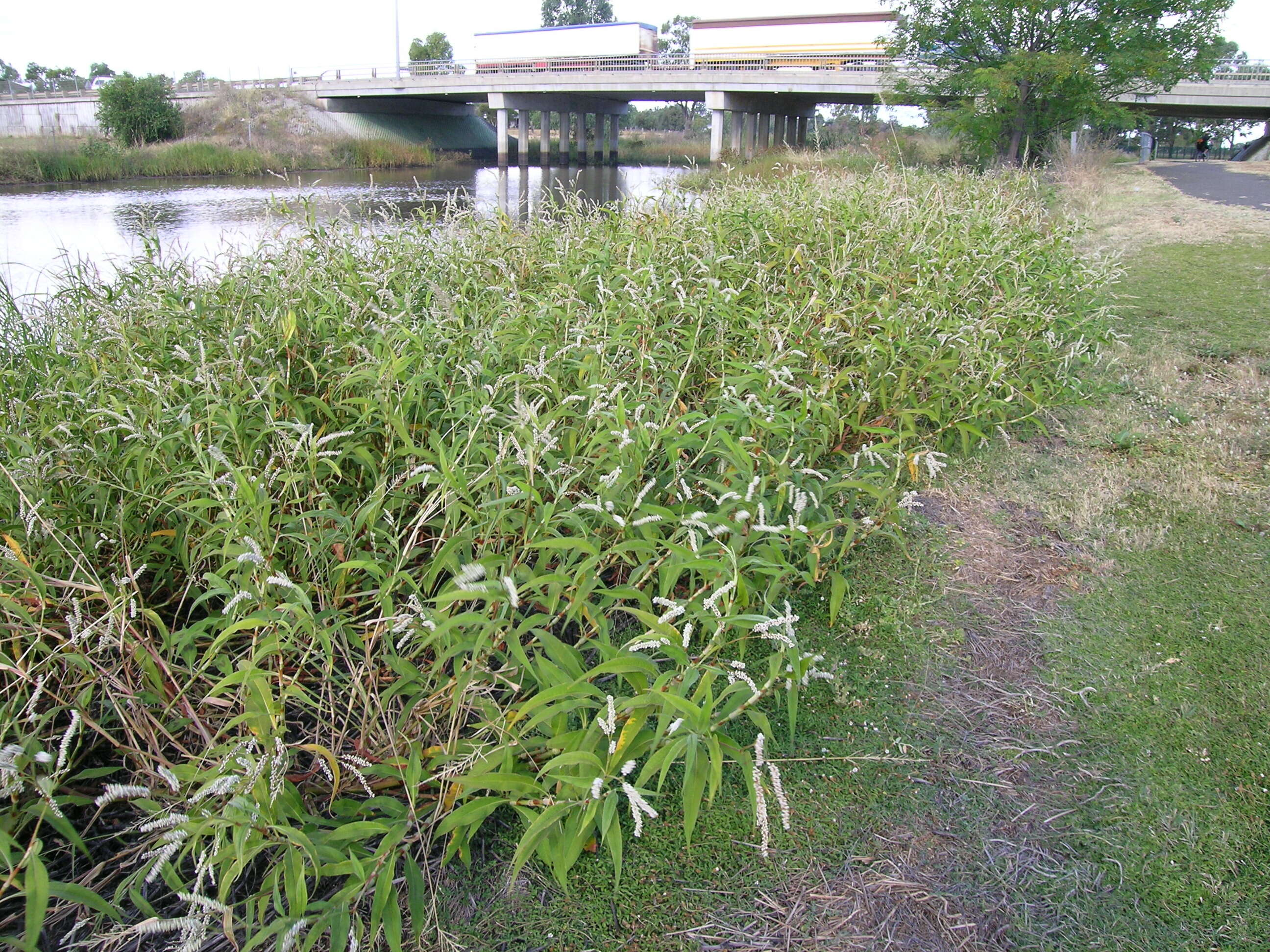 Image of Dock-Leaf Smartweed