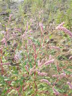 Image of Redshank