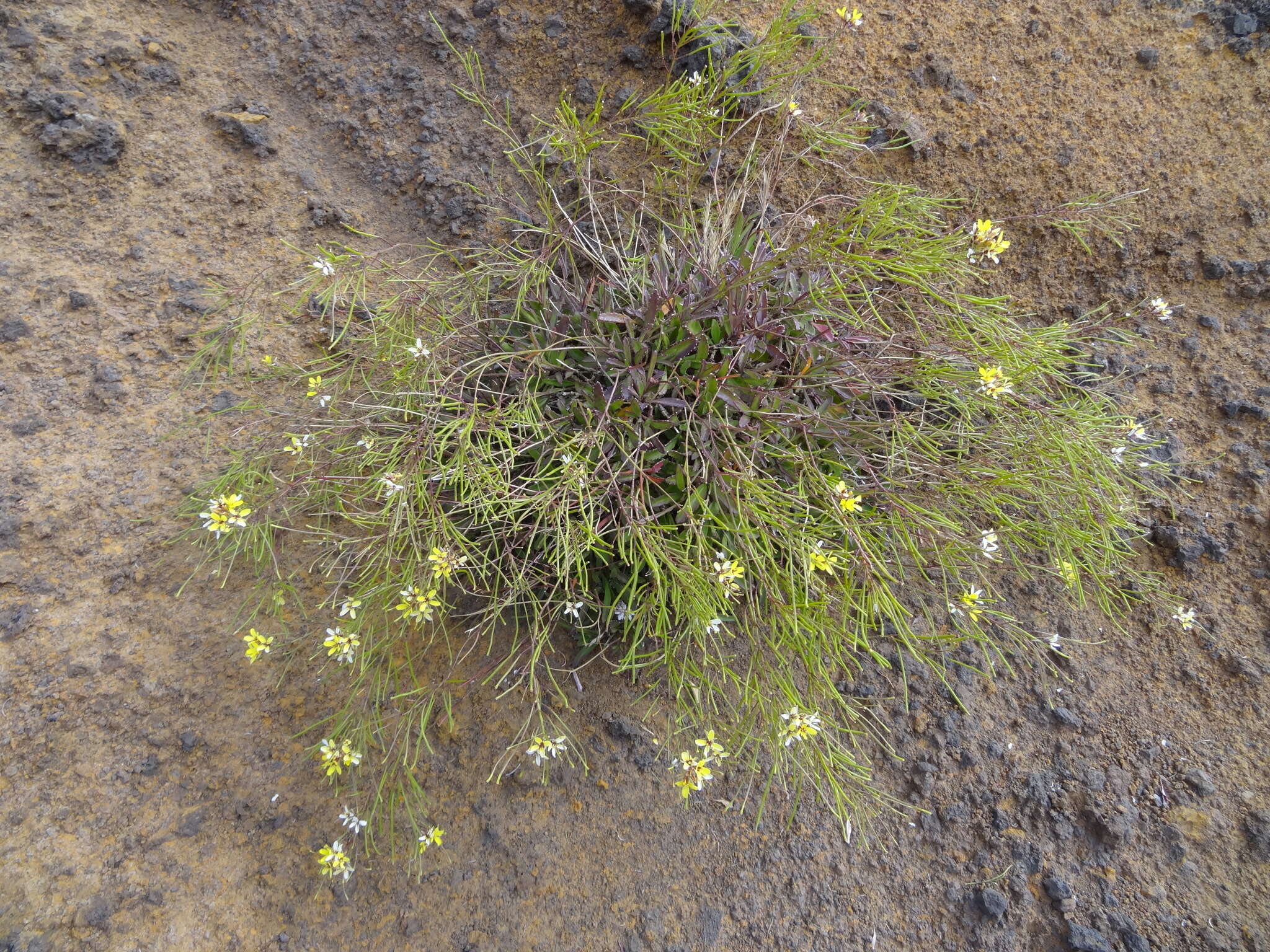 Image de Sinapidendron frutescens (Sol.) Lowe