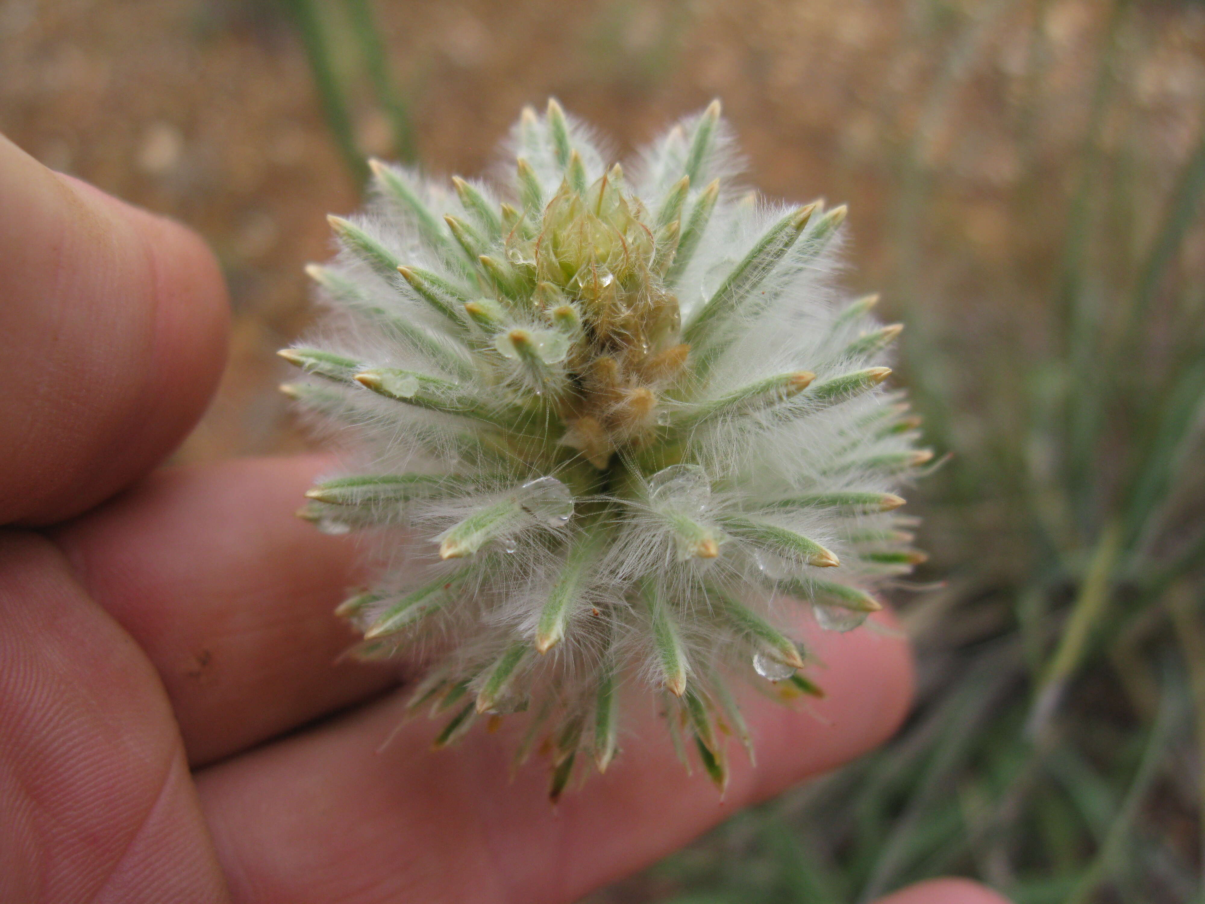 Sivun <i>Ptilotus macrocephalus</i> kuva