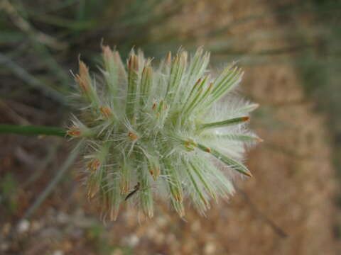 <i>Ptilotus macrocephalus</i>的圖片