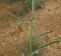 <i>Ptilotus macrocephalus</i>的圖片